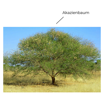 Desert Gum